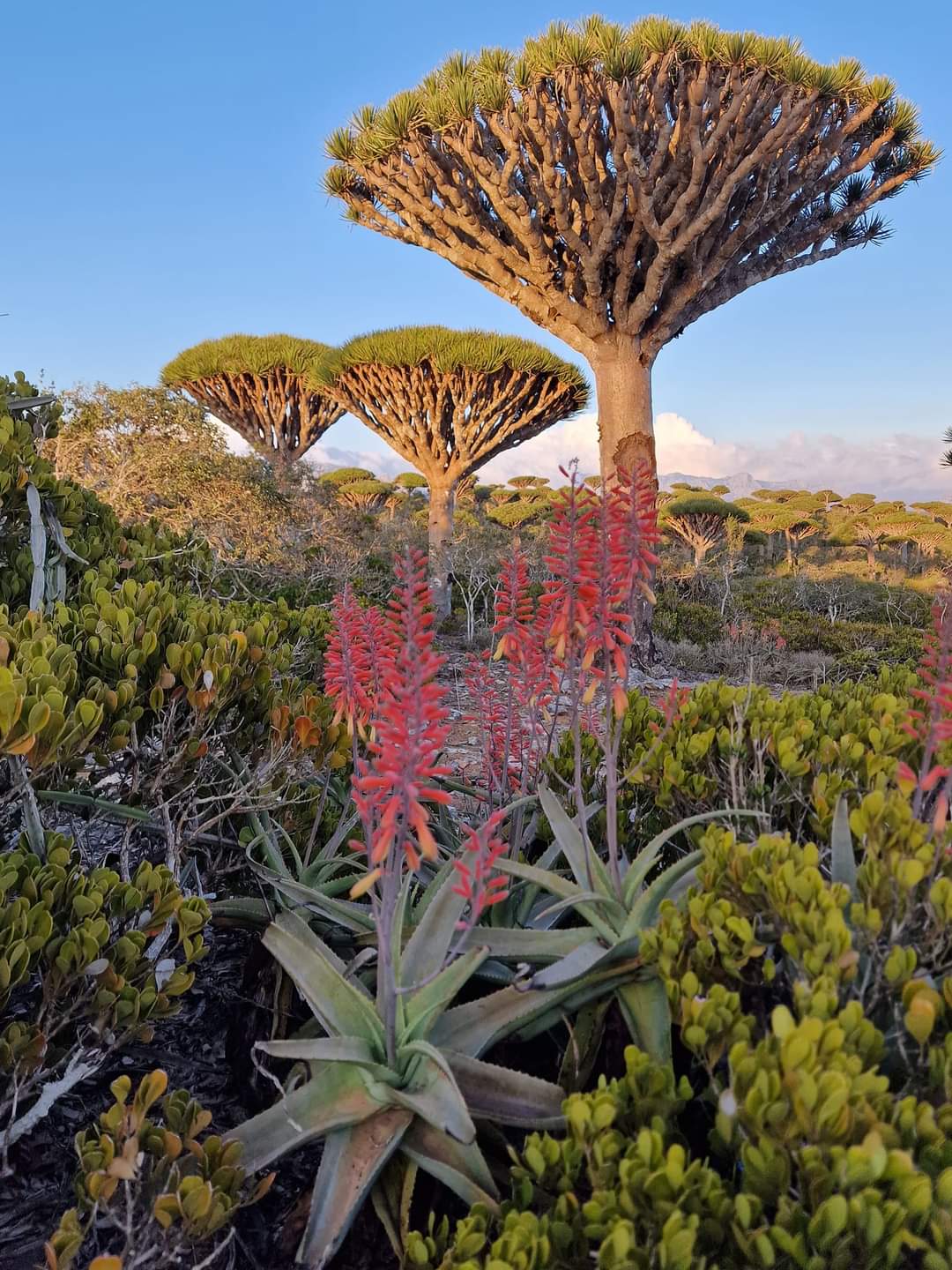 The beautiful fauna of Socotra