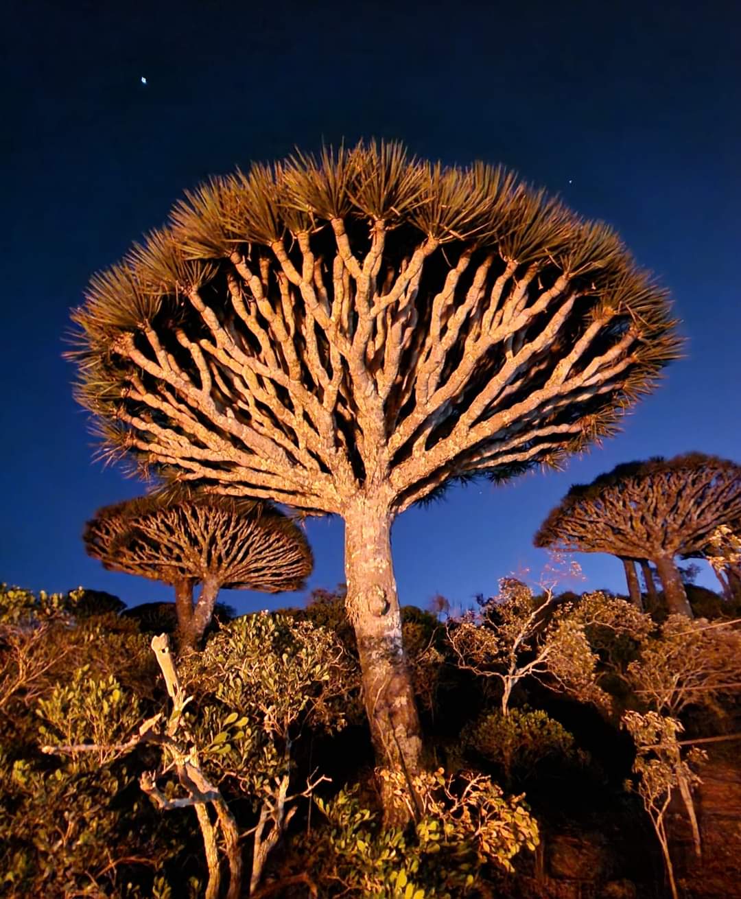 Frmhin Dragon Blood tree forest Socotra at night