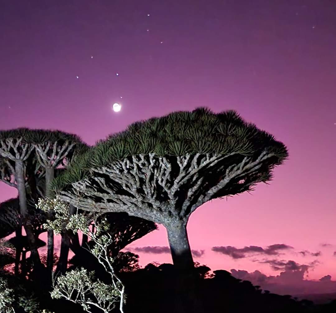 The Dragon Blood forest at Frmhin, Socotra