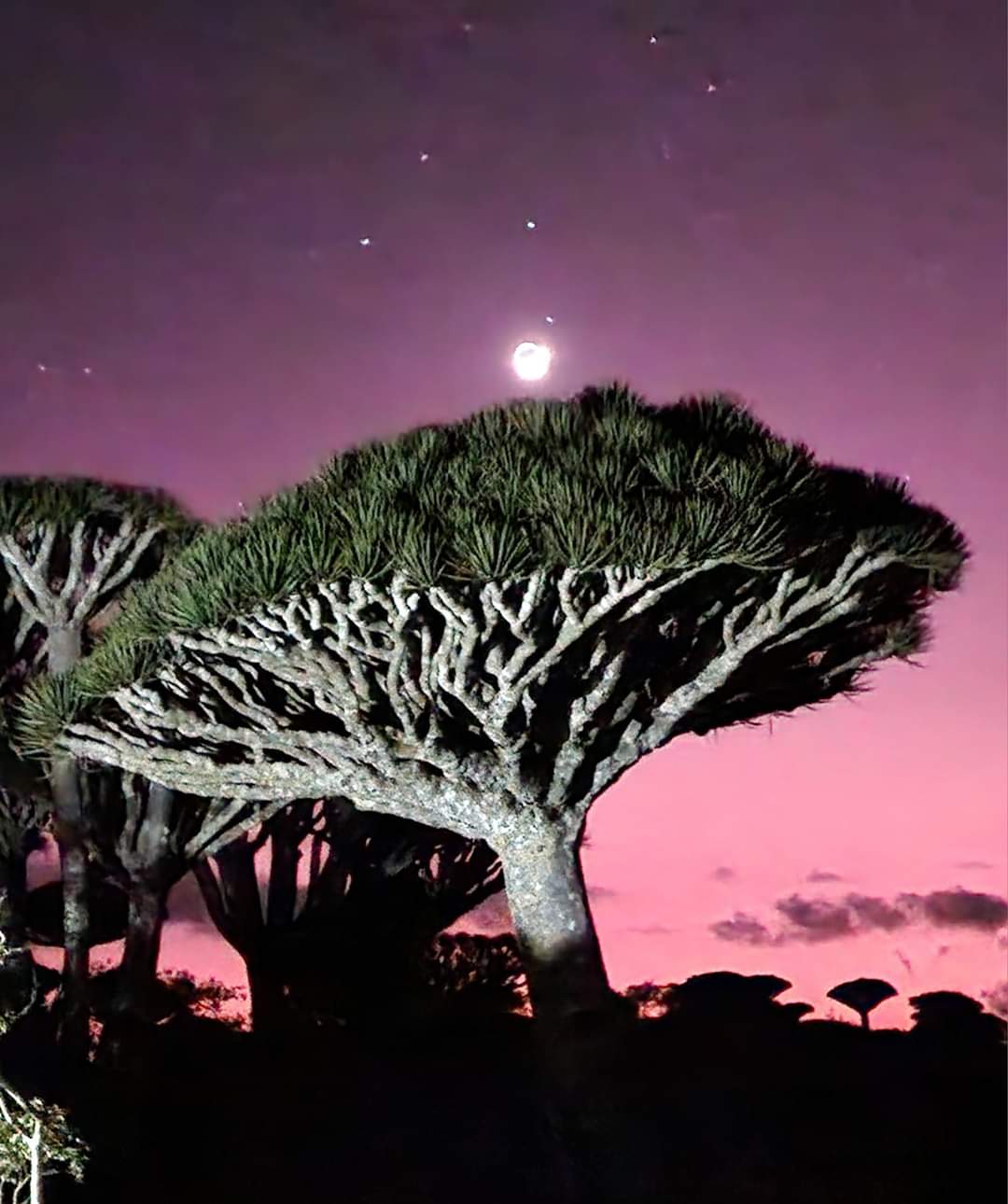 Frmhin Dragon Blooon forest Socotra