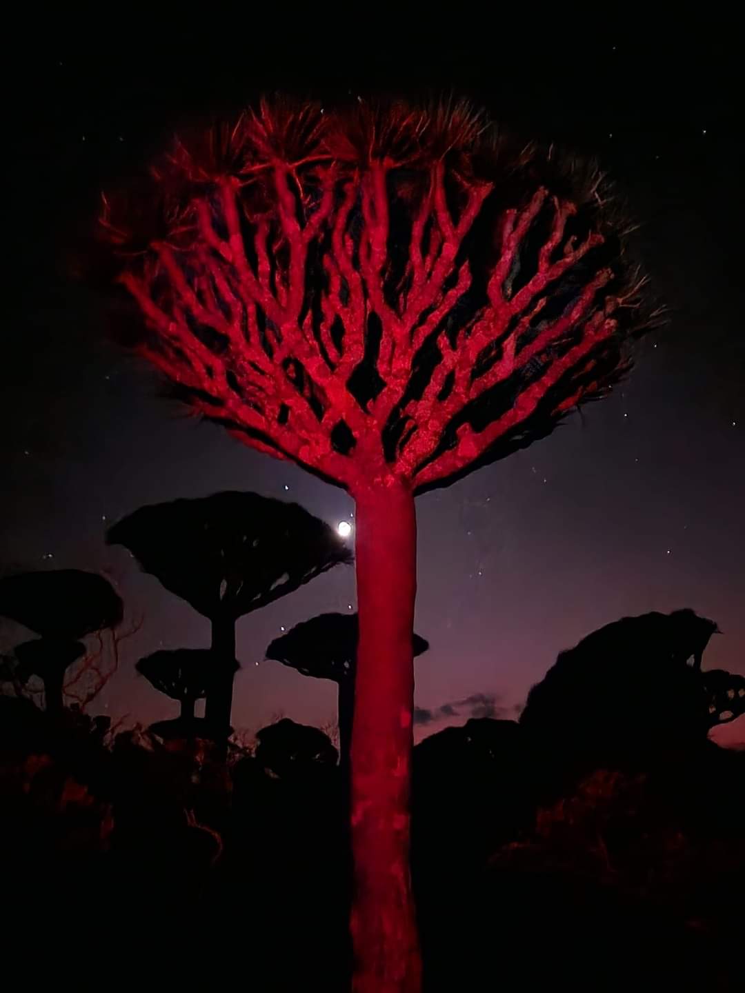 Reflections in the Dragon Blood forest Socotra