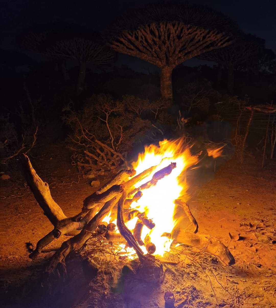 A bonfire next to the Dragon Blood tree forest Socotra