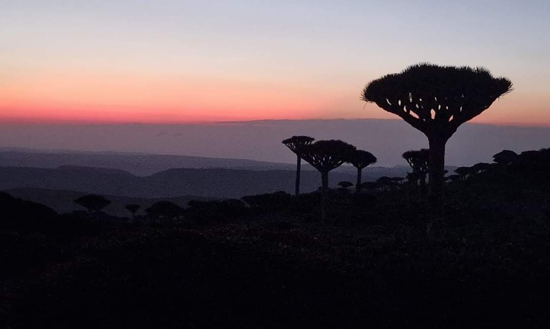 Silhouettes of Dragon Blood trees in Socotra