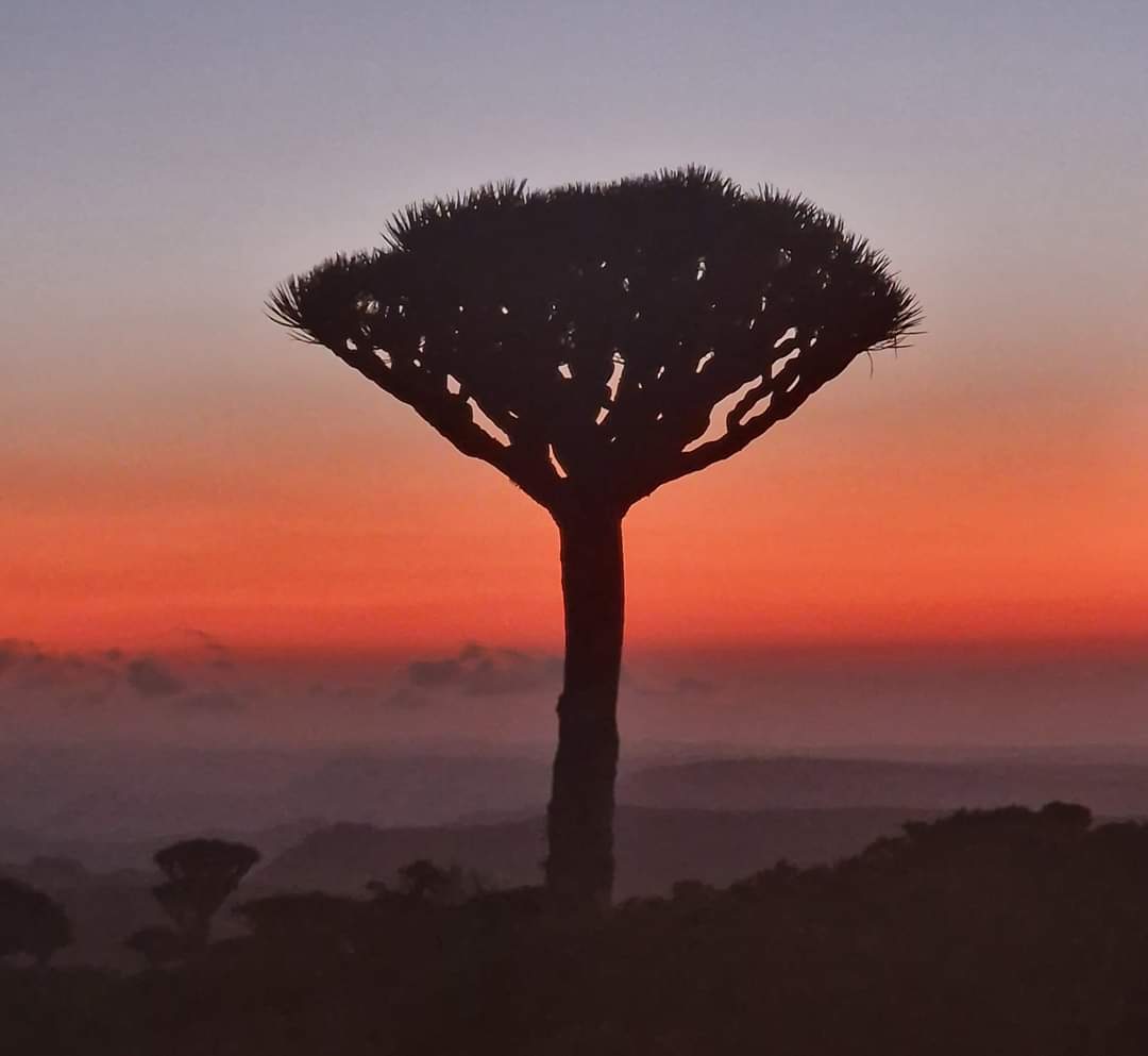 Sunrise in Frmhin Dragon Blood tree forest Socotra
