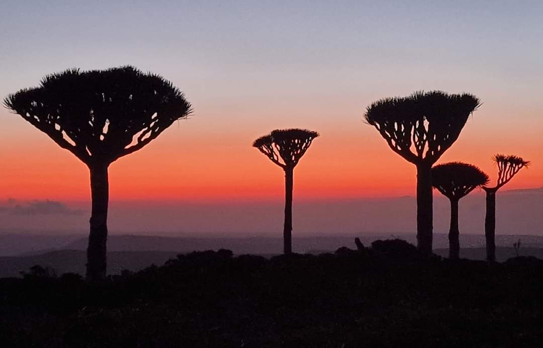 Sunrise in Frmhin forest in Socotra