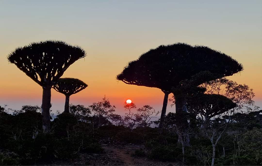The sun coming up over Frmhin forest Socotra