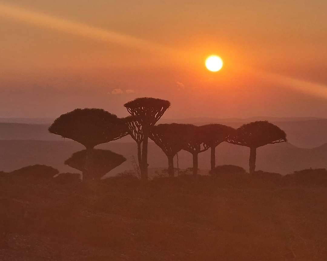 Sunrise over Frmhin Dragon Blood tree forest in Socotra