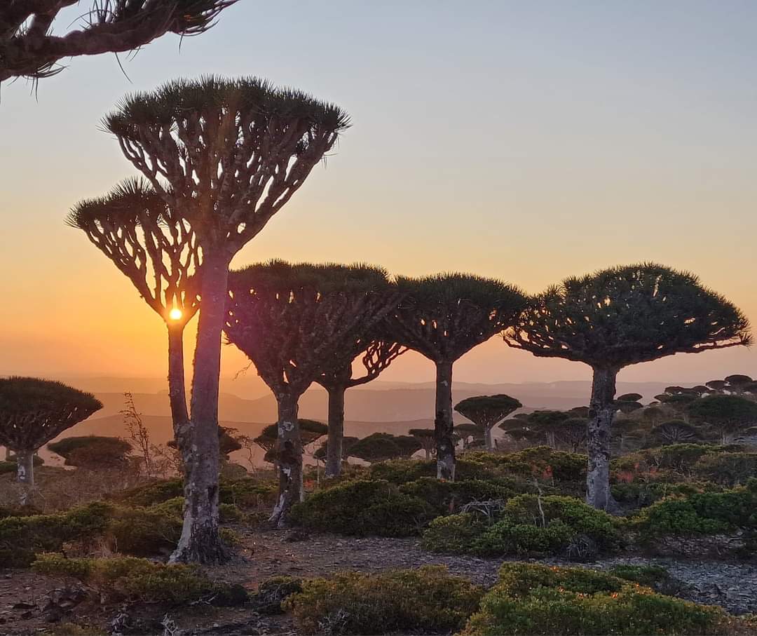 The sun shining through a Dragon Blood tree in Socotra