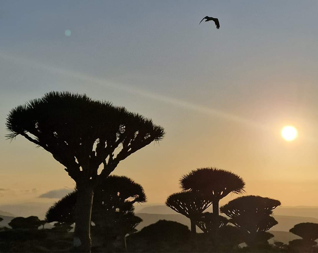 Frmhin forest Socotra at sunrise