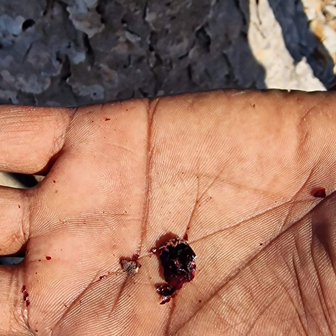 Dragon Blood tree resin Socotra