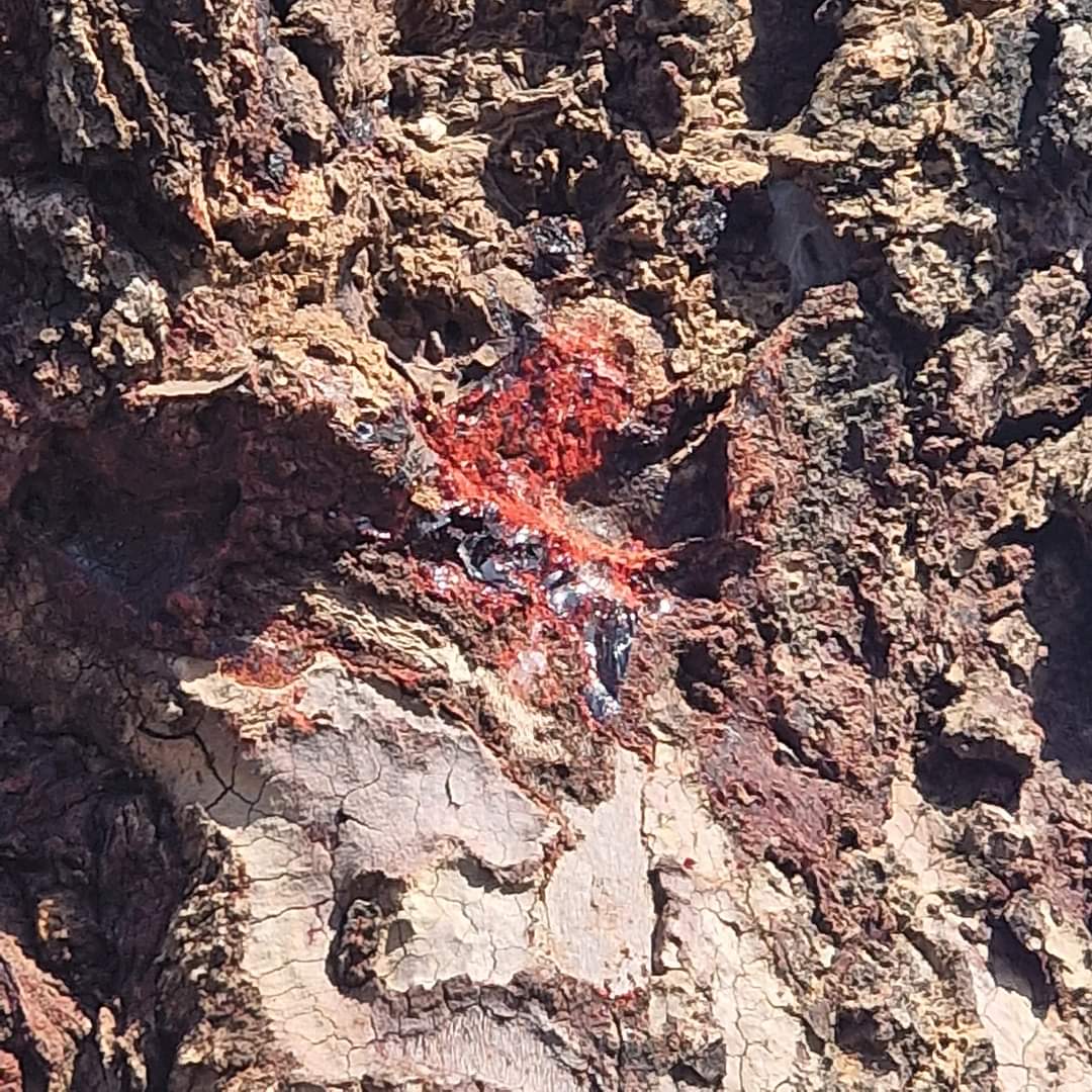 Resin from the Dragon Blood tree in Socotra