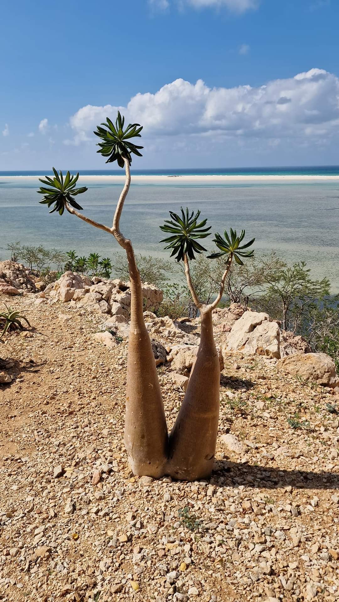 A bottle tree on the beach in Socotra