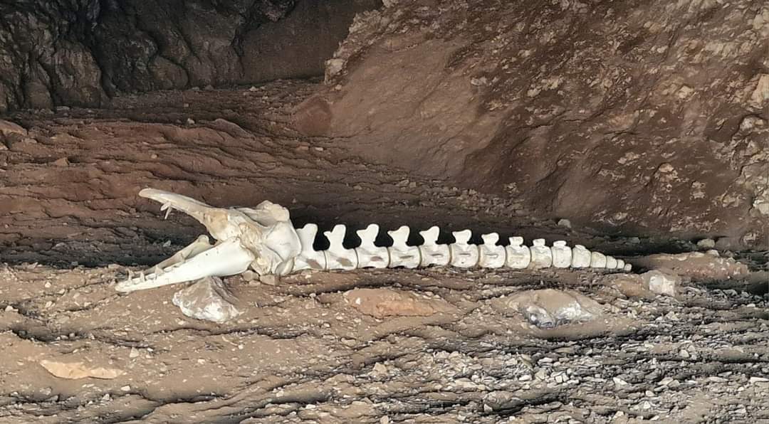 A dolphin skeleton Socotra