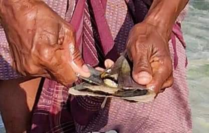 The caveman opening a scallop in Socotra