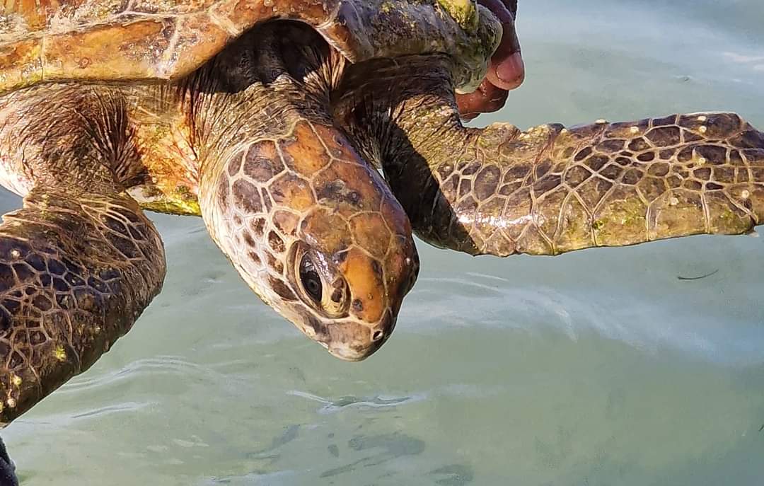 A turtle in Socotra