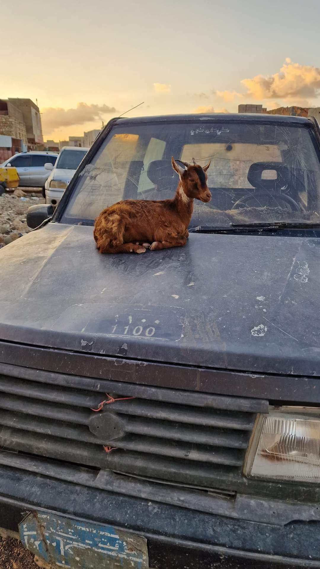 A goat sitting on a car in Socotra