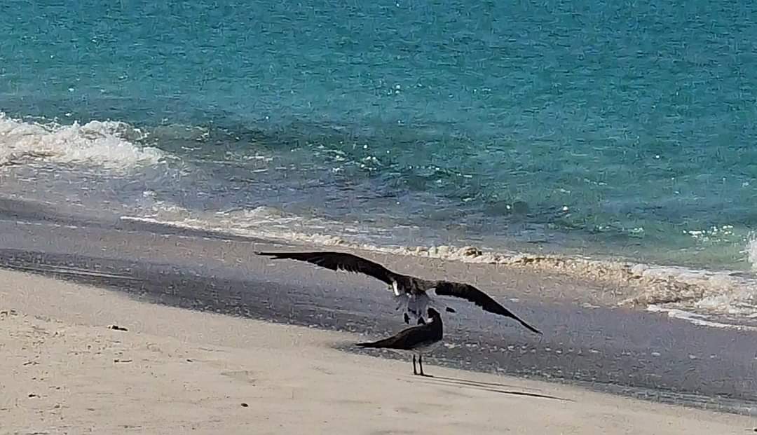 Seabirds on the beach in Socotra