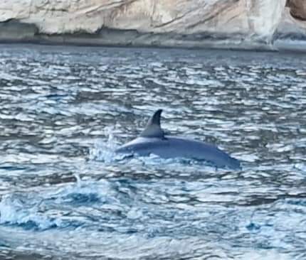 A dolphin in Socotra