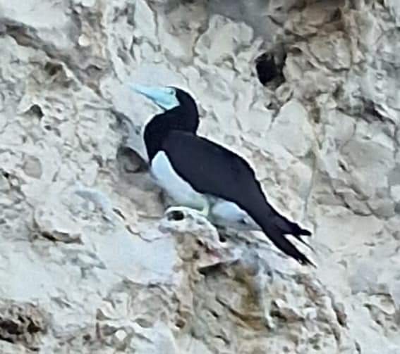 A sea bird in Socotra