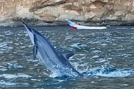 A dolphin leaping out of the water in Socotra