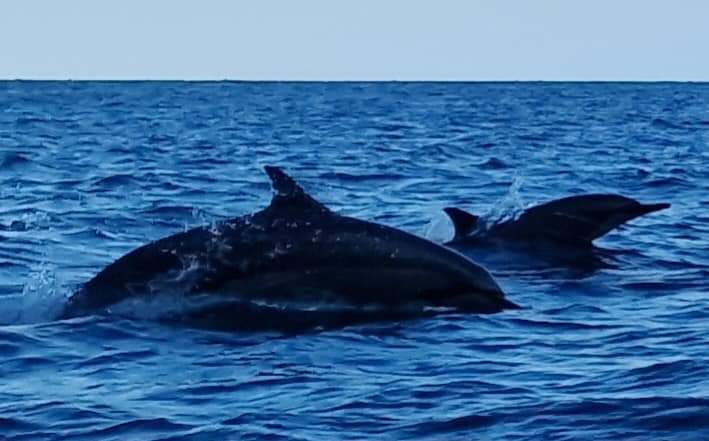 Dolphins in Socotra