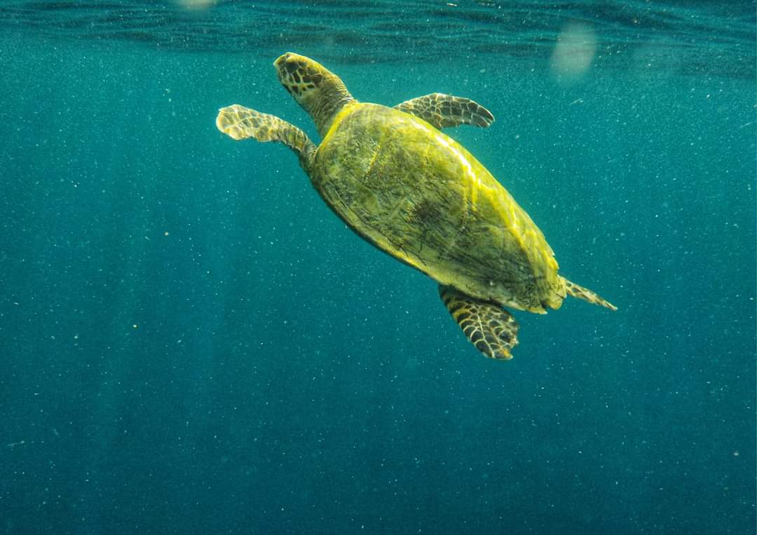 Swimming with turtles in Ukulhas, Maldives