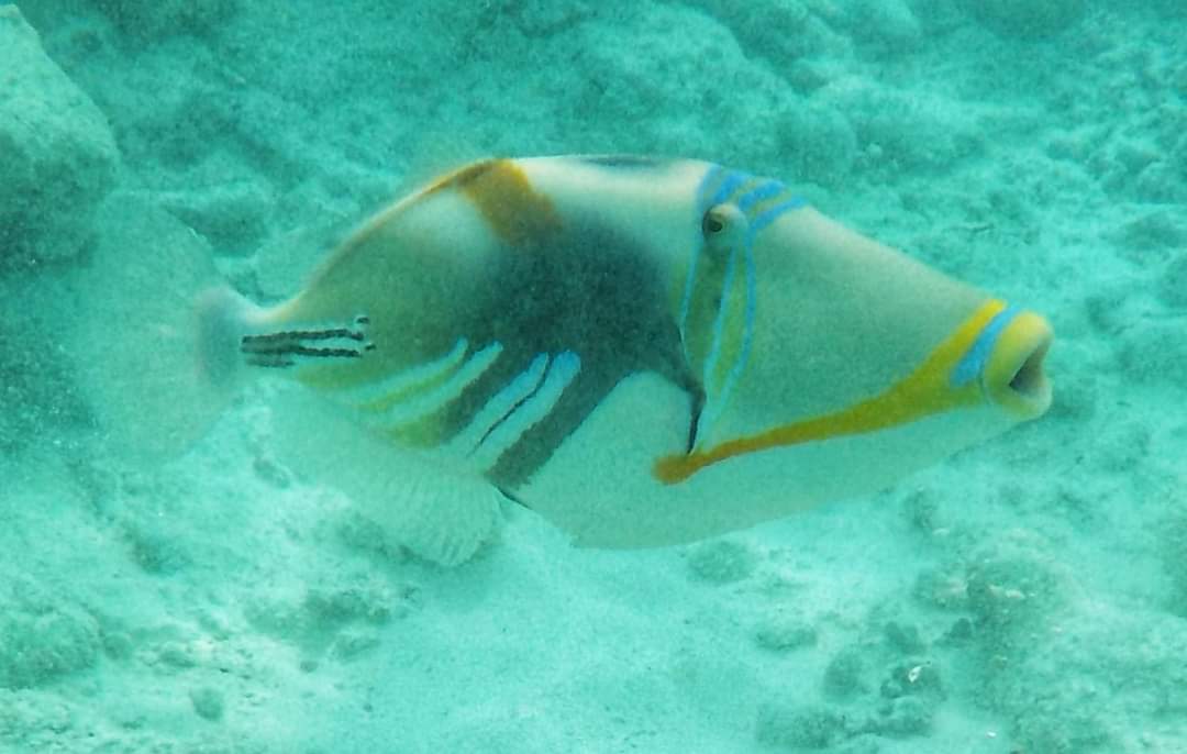 A colourful trigger fish in the Maldives