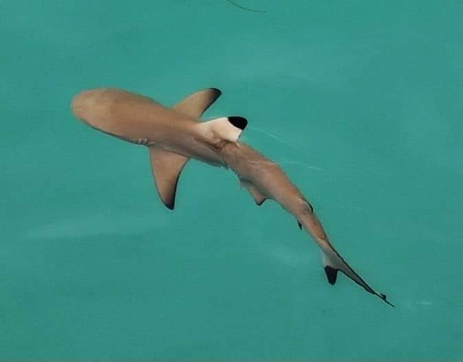 A black tipped shark in the Maldives