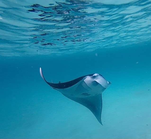 A manta ray in Mathiveri, the Maldives