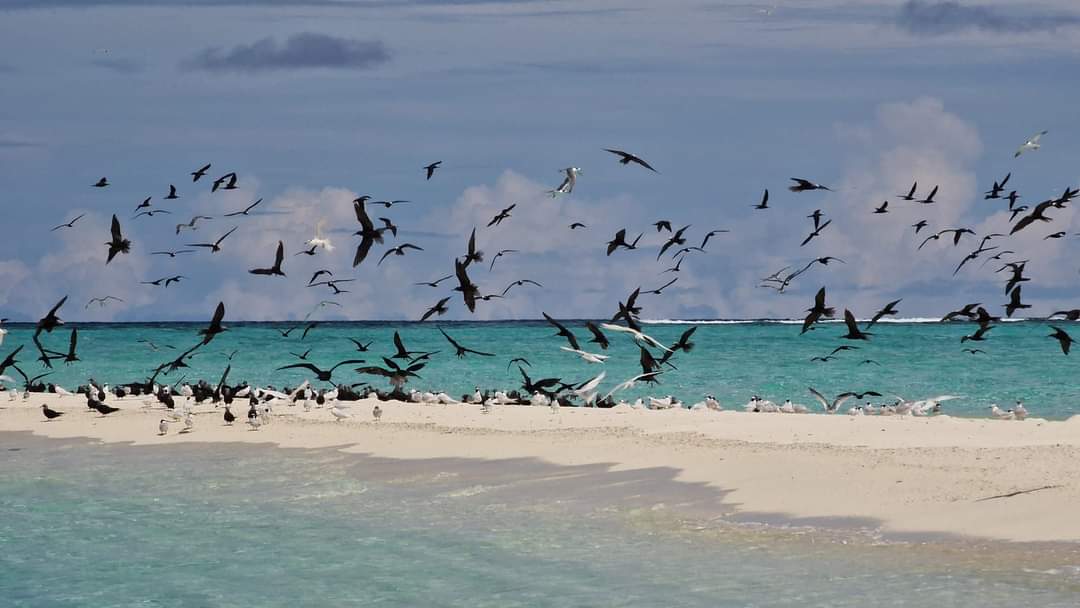 Birds on a sandbank in the Maldives