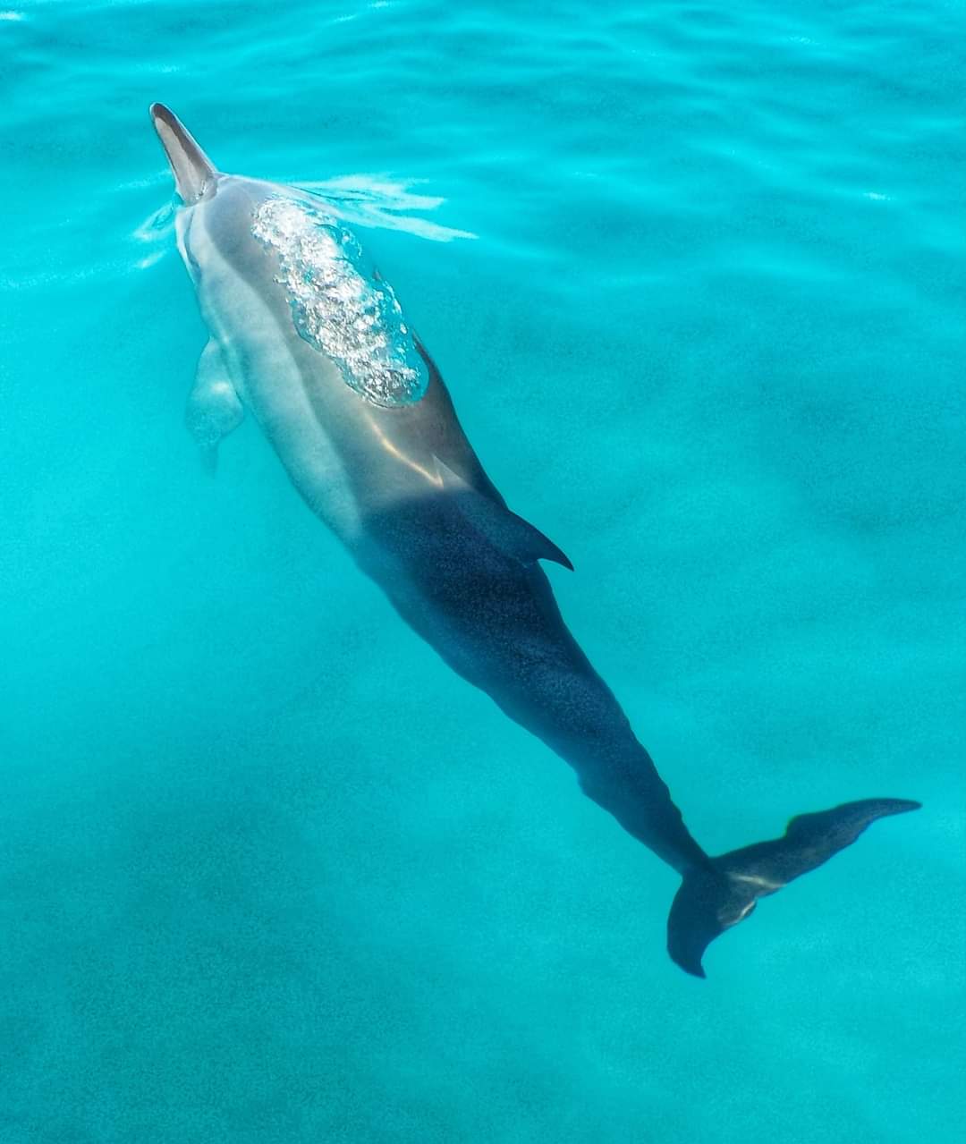 Beautiful dolphin in the Maldives