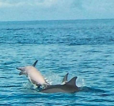 Jumping dolphins in the Maldives