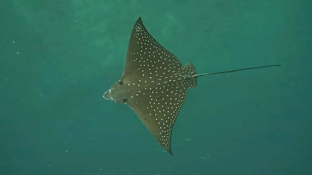 An eagle ray in the Maldives