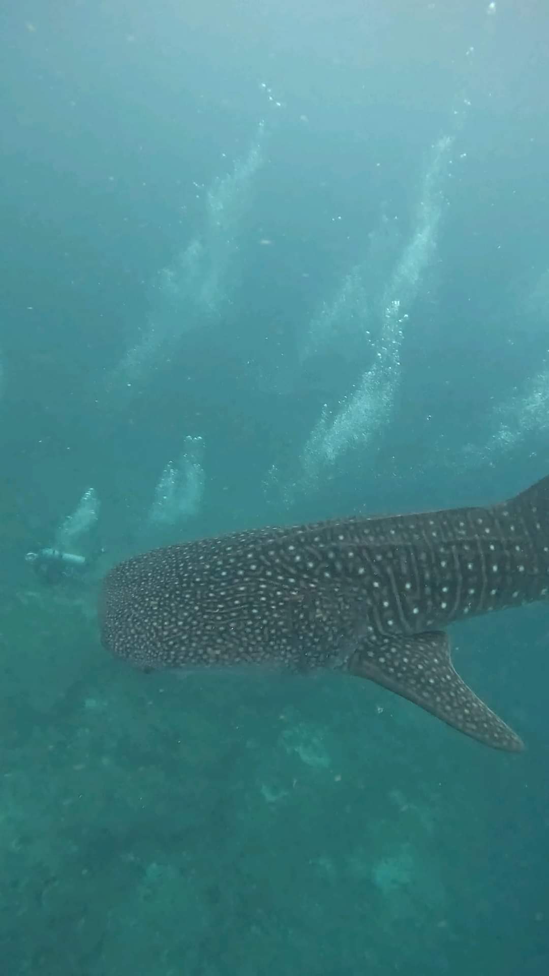 A wonderful whale shark in the Maldives