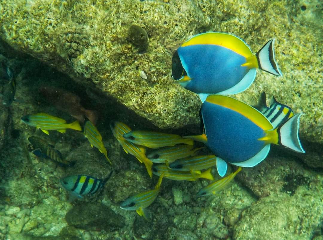 Colourful fish in Ukulhas in the Maldives