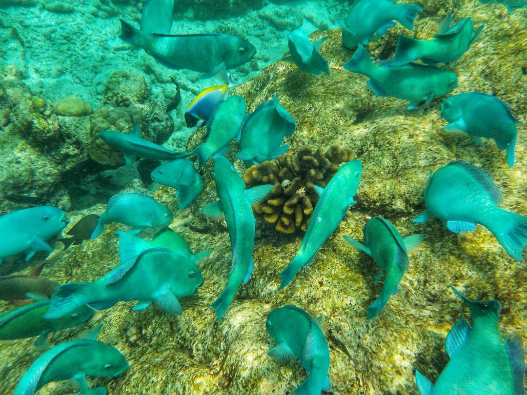 A shoal of fish in Ukulhas, Maldives