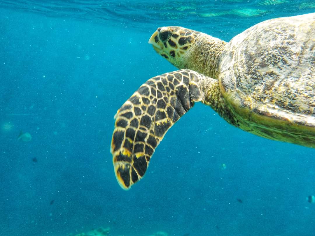 A turtle in Ukulhas, Maldives
